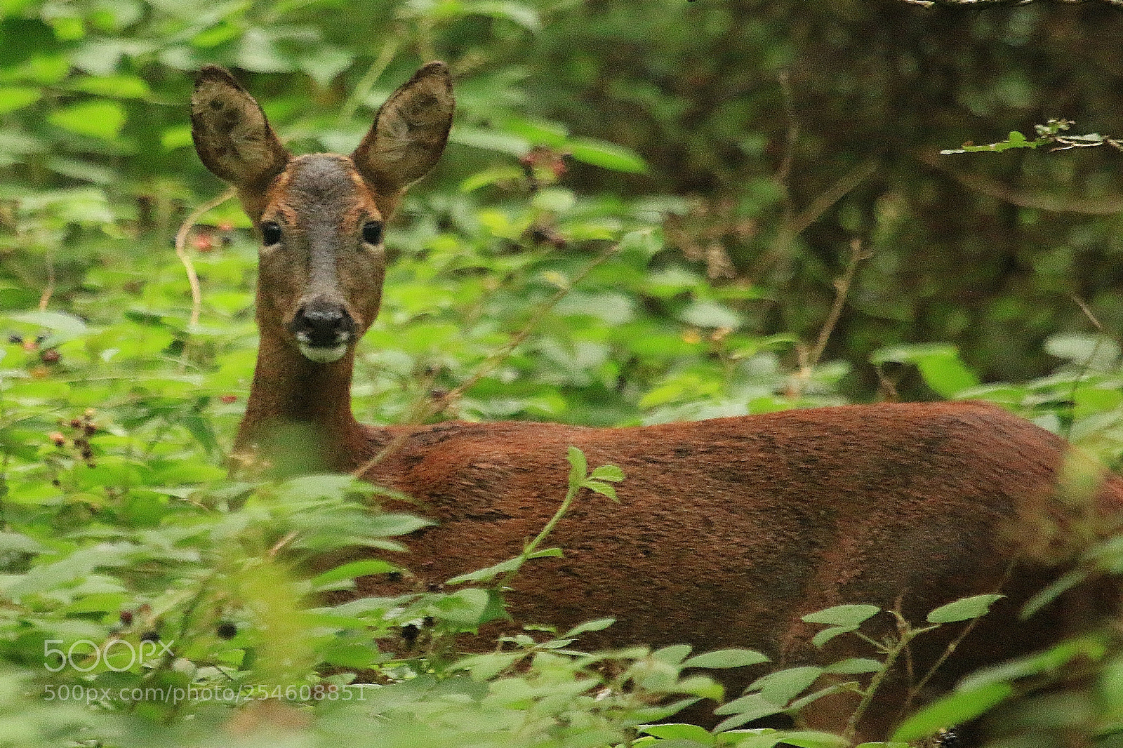 Canon EOS 70D sample photo. Female ,,, yeah you photography