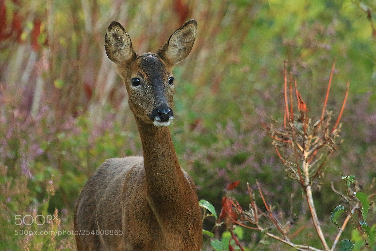Canon EOS 70D sample photo. Female roe watching my photography
