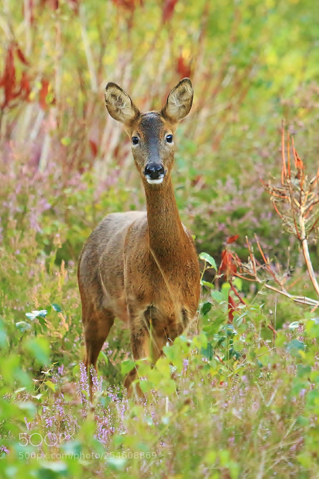 Canon EOS 70D sample photo. Felmale roe watching me photography