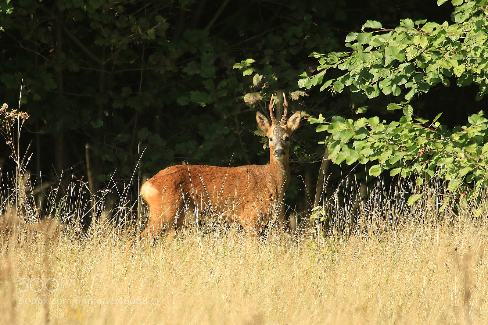 Canon EOS 70D sample photo. Roebuck again photography