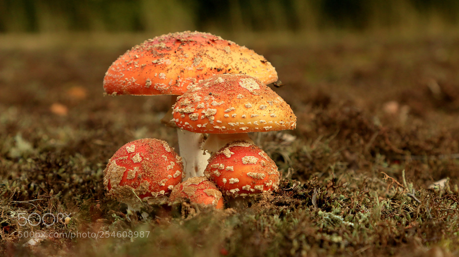 Canon EOS 70D sample photo. Gnome,,,, never mind photography