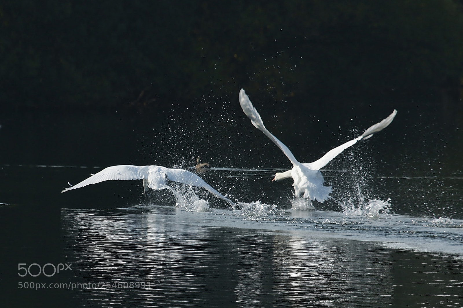 Canon EOS 70D sample photo. Get oorff my pond photography
