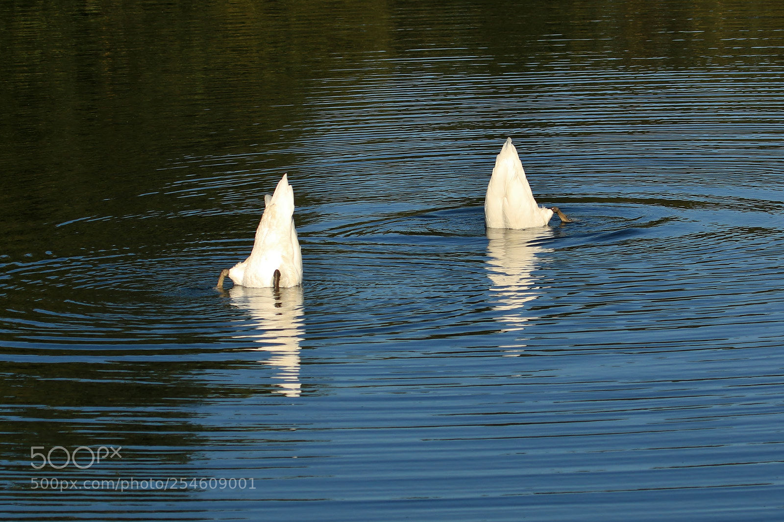 Canon EOS 70D sample photo. Syncronised mooning photography