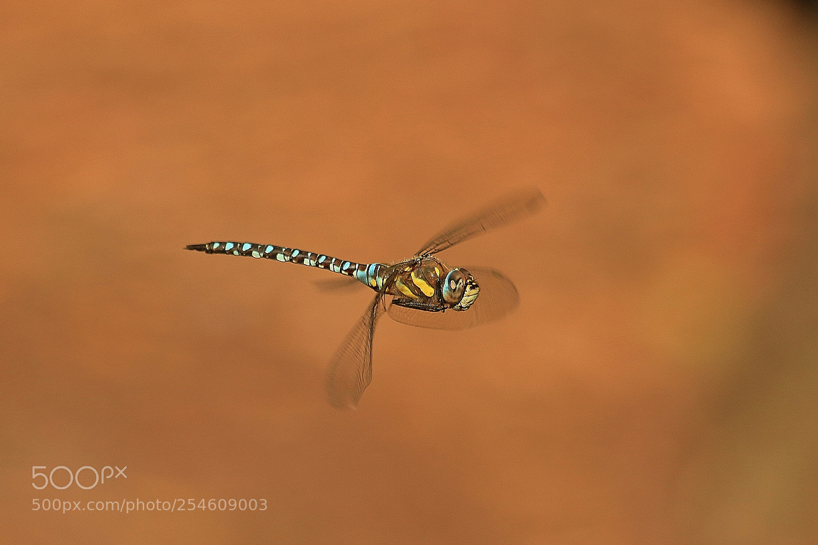 Canon EOS 70D sample photo. Hay,,, it can fly photography