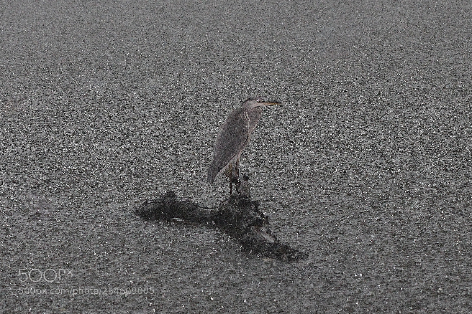 Canon EOS M sample photo. Nice for ducks,,, heron photography
