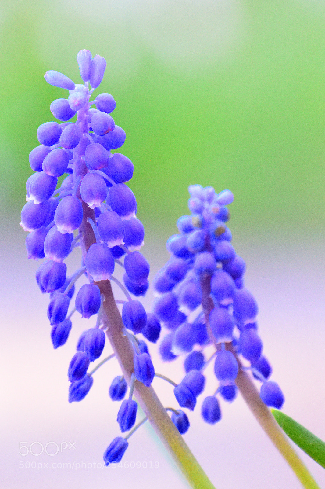 Nikon D3300 sample photo. Grape hyacinth photography
