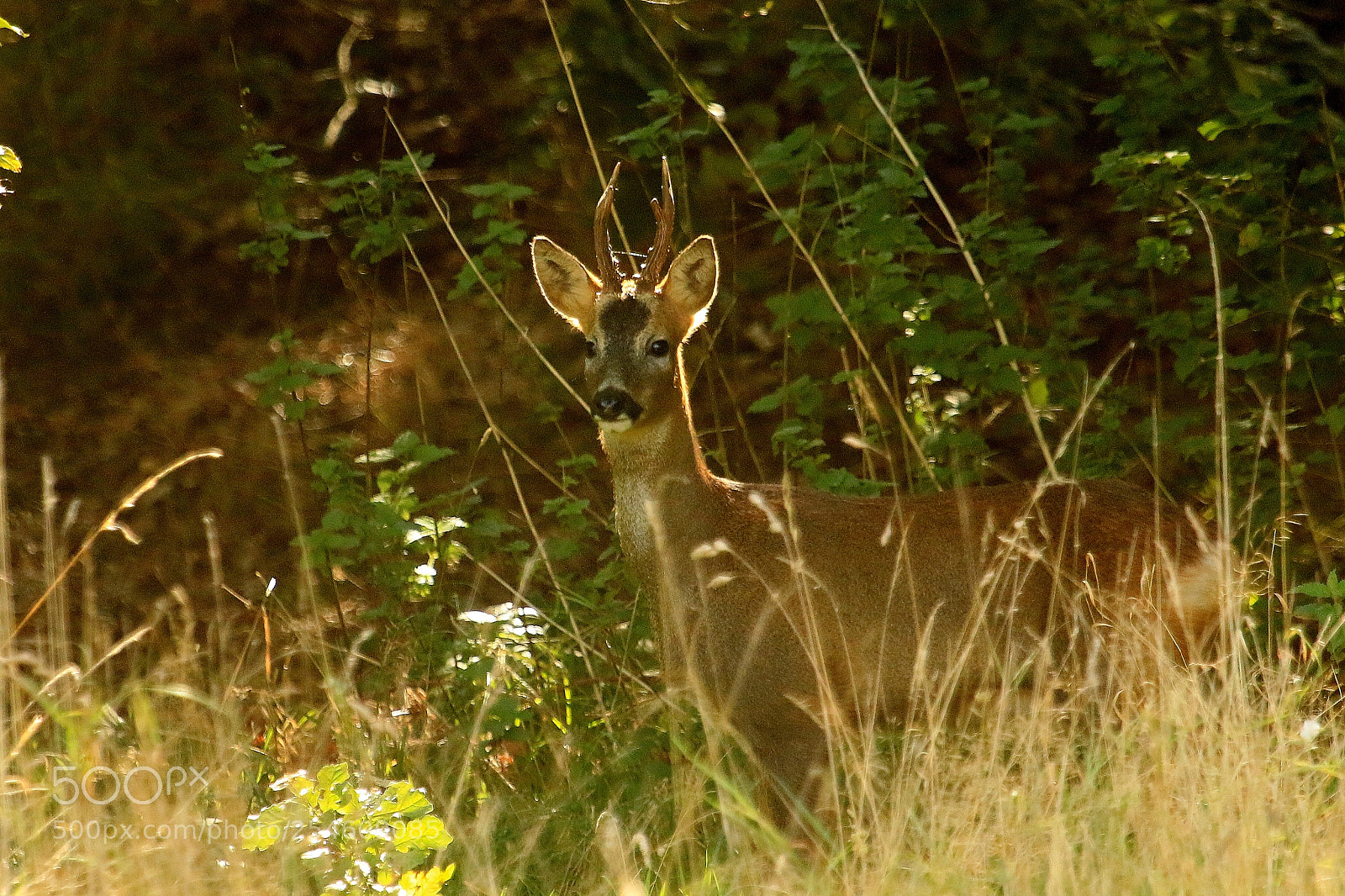 Canon EOS 70D sample photo. Roebuck in the sun photography