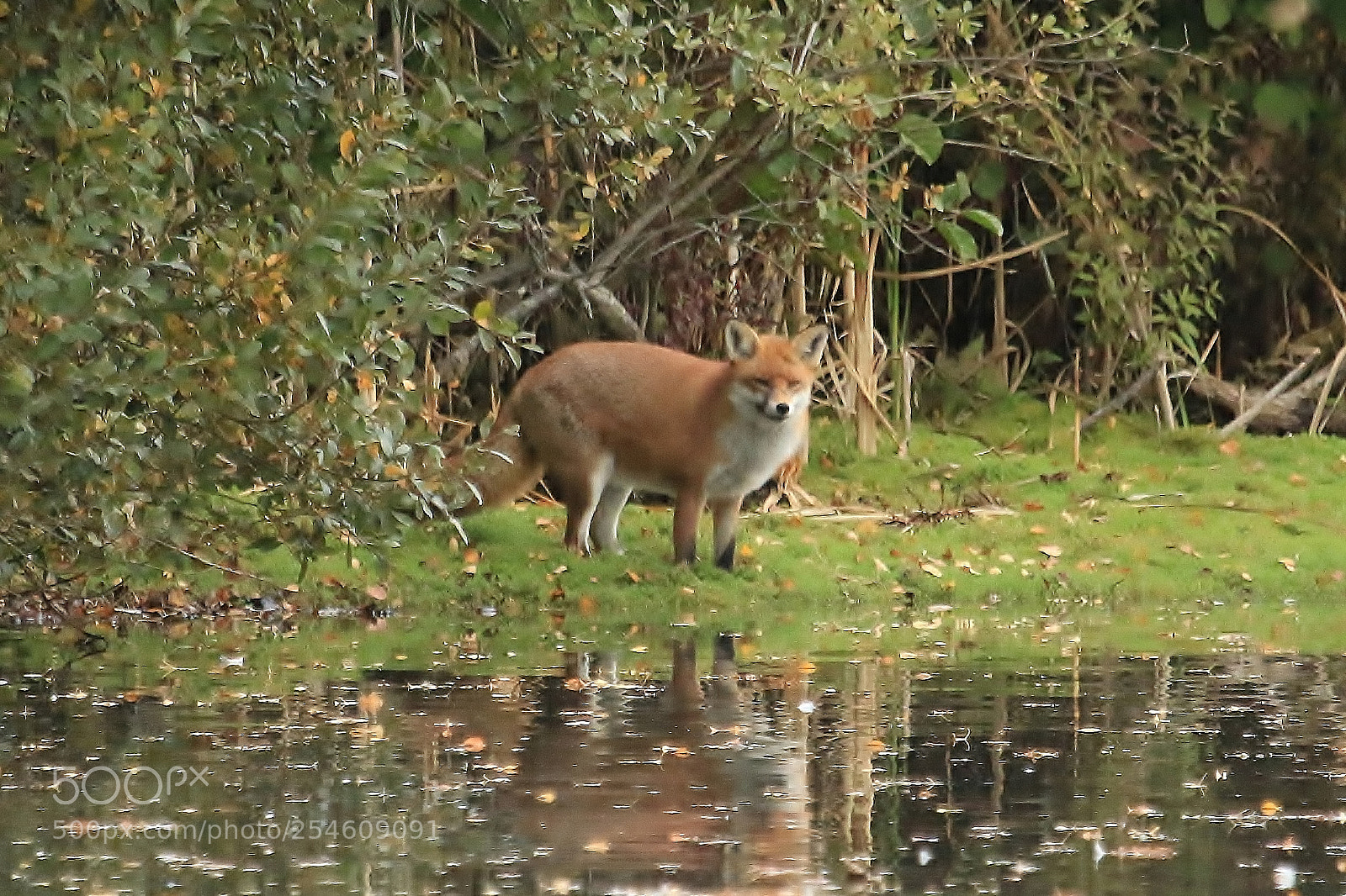 Canon EOS 70D sample photo. Fat fox photography