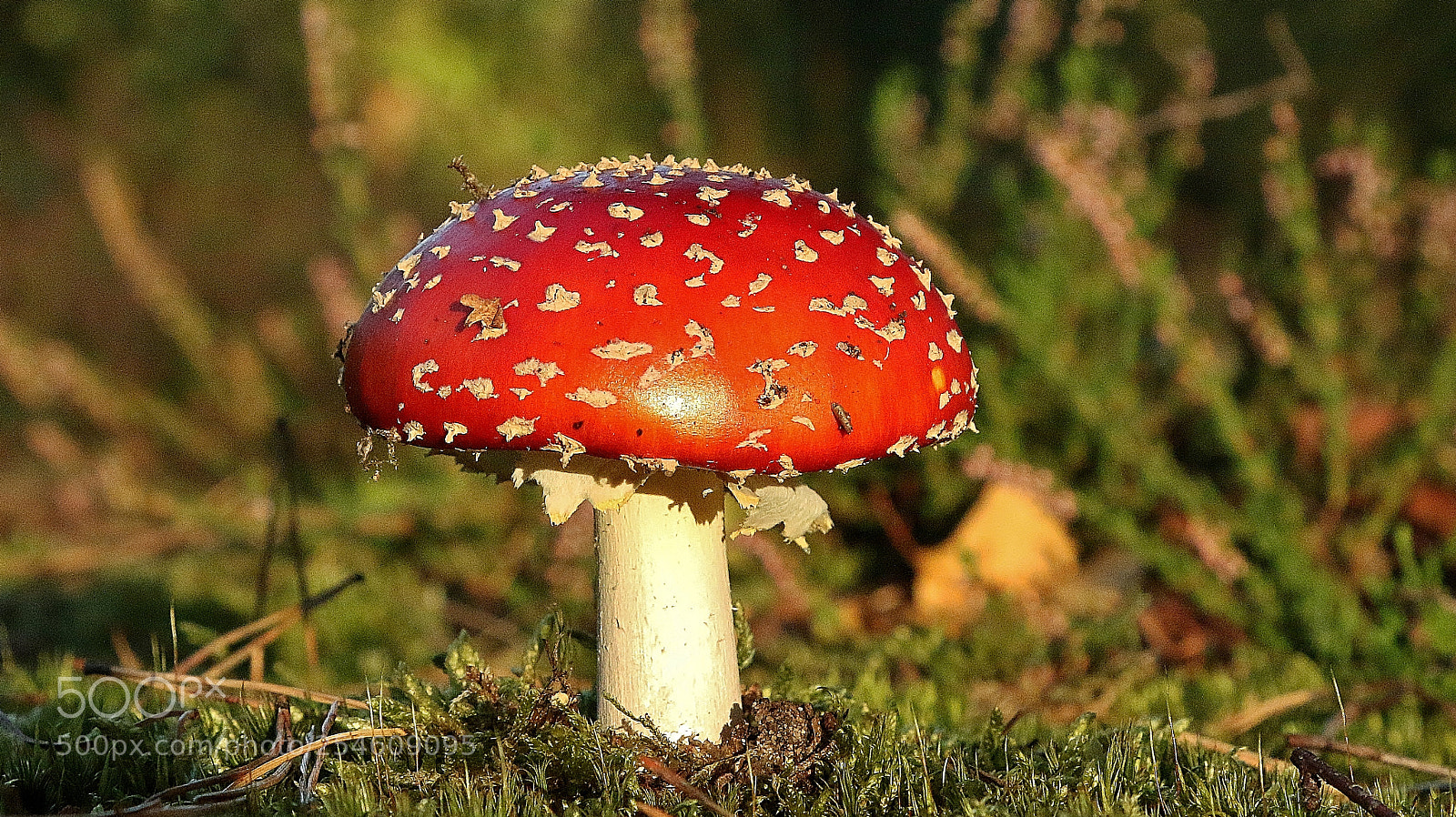 Canon EOS 70D sample photo. Gnome gnome wheres my photography