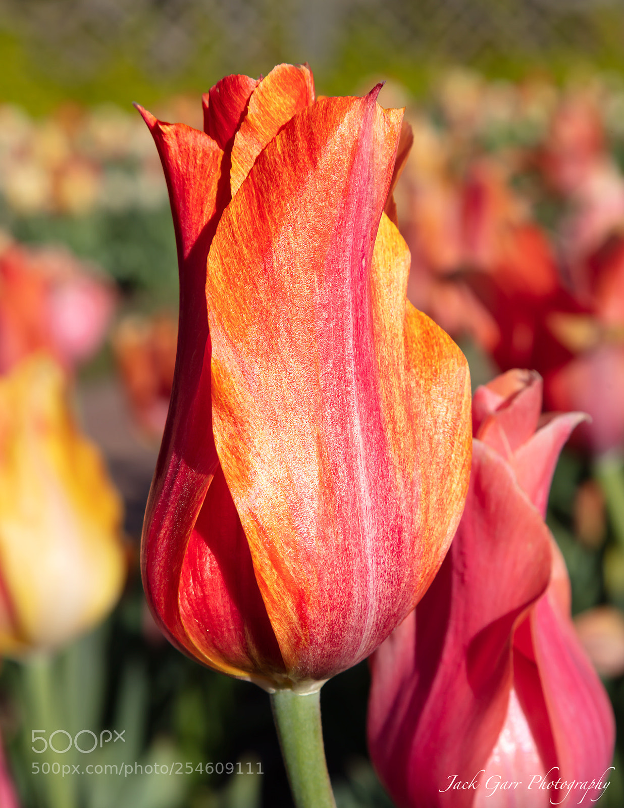 Canon EOS 5DS sample photo. Pink and yellow tulip photography