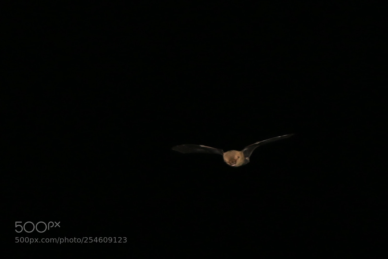 Canon EOS 70D sample photo. Bat1 photography