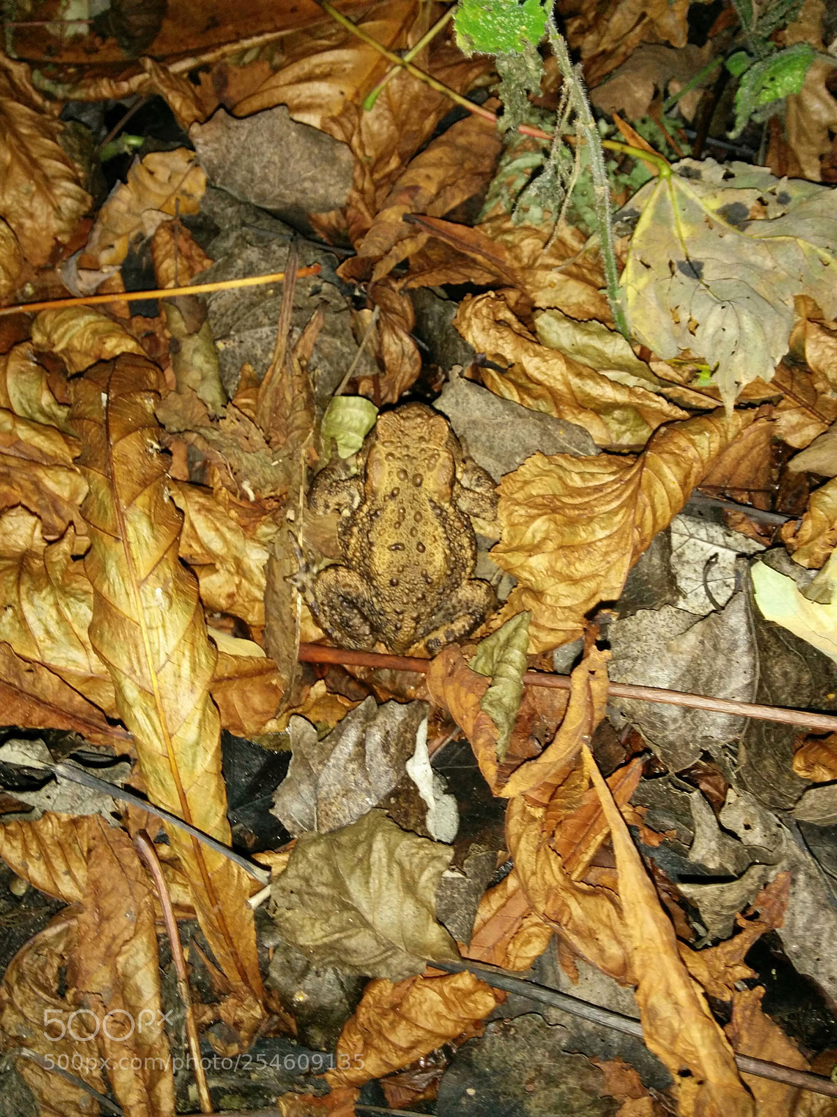 LG Nexus 5 sample photo. Toad photography