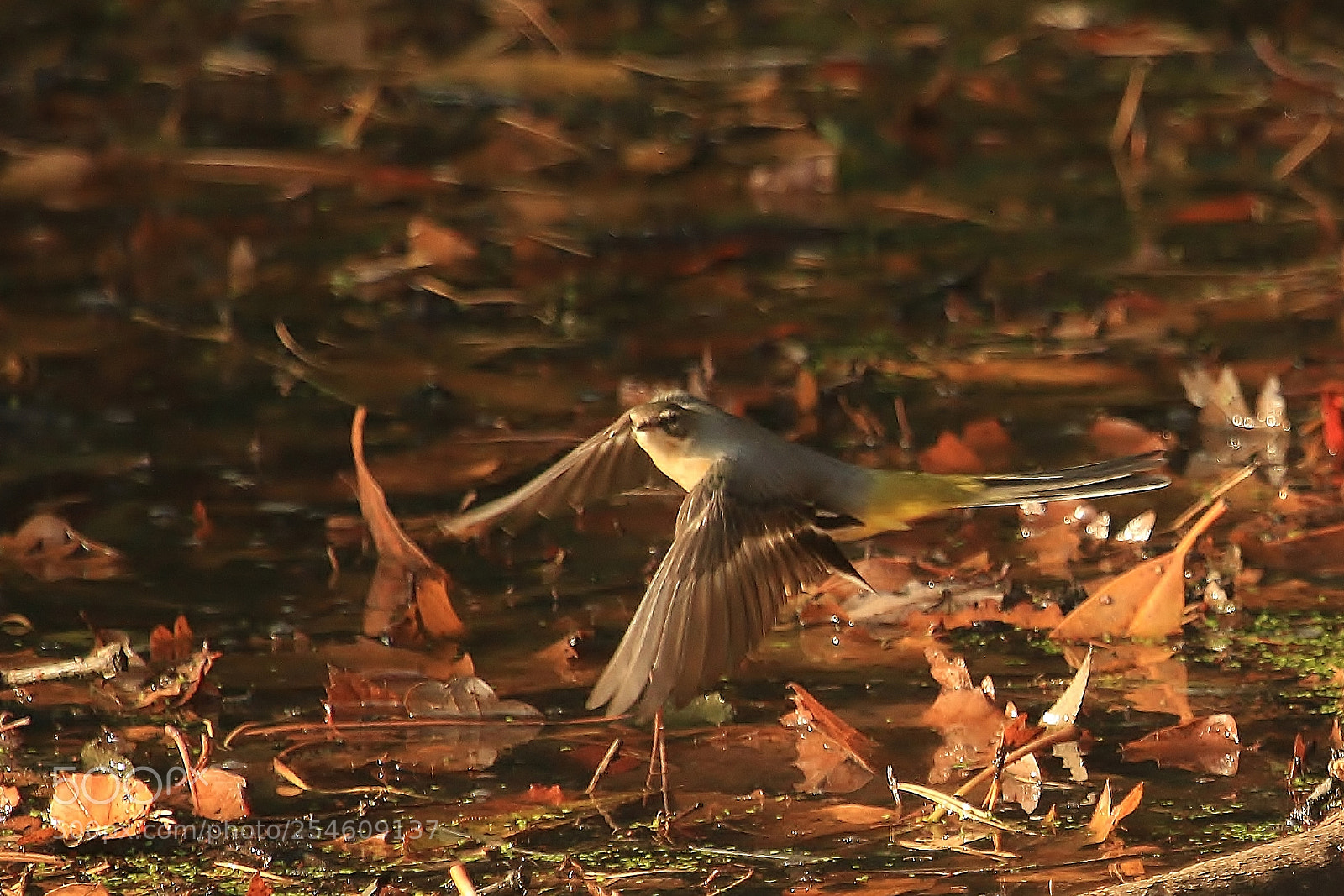 Canon EOS 70D sample photo. Grey wagtail photography