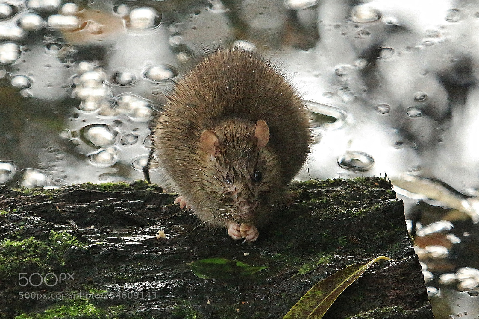 Canon EOS 70D sample photo. One eyed rat photography