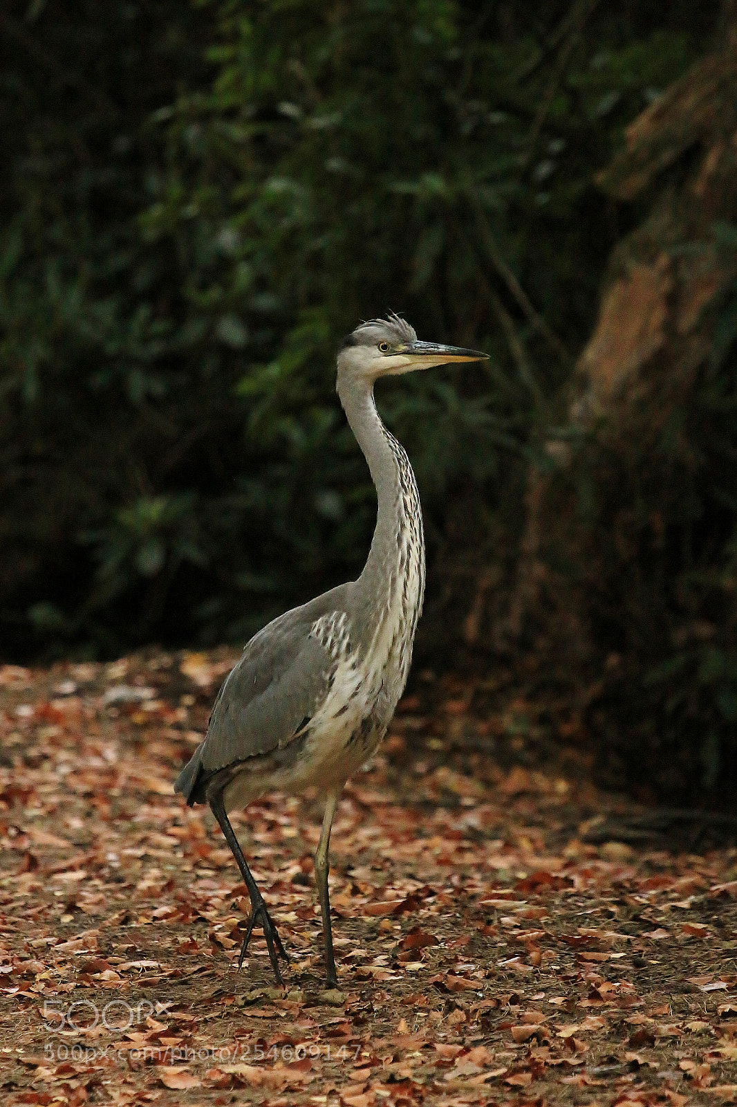 Canon EOS 70D sample photo. Just out for a photography