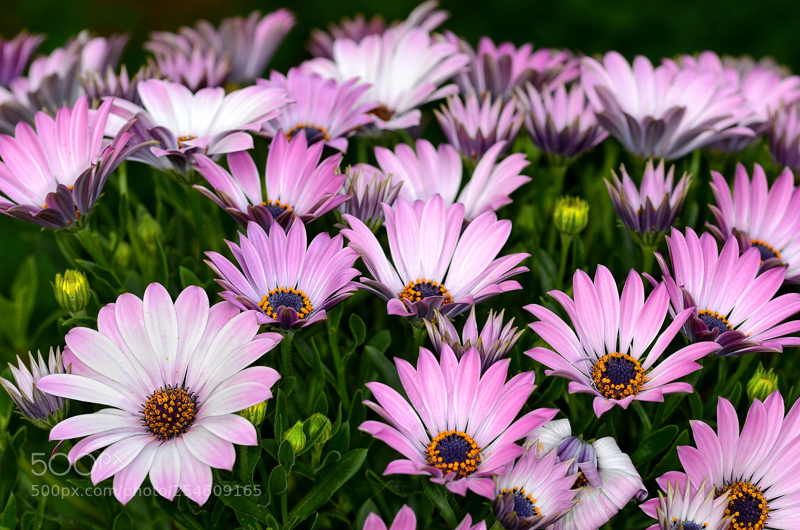 Nikon D7000 sample photo. A field of pink photography