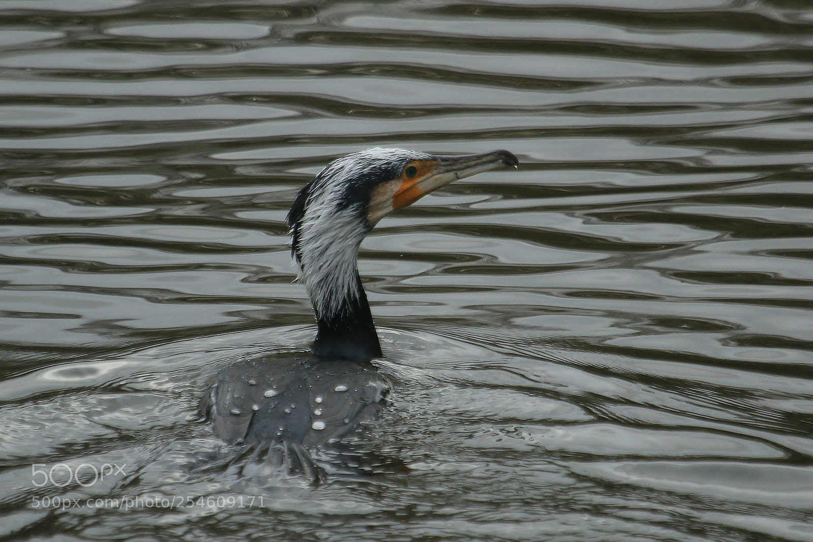 Canon EOS 70D sample photo. Elvis has entered the photography