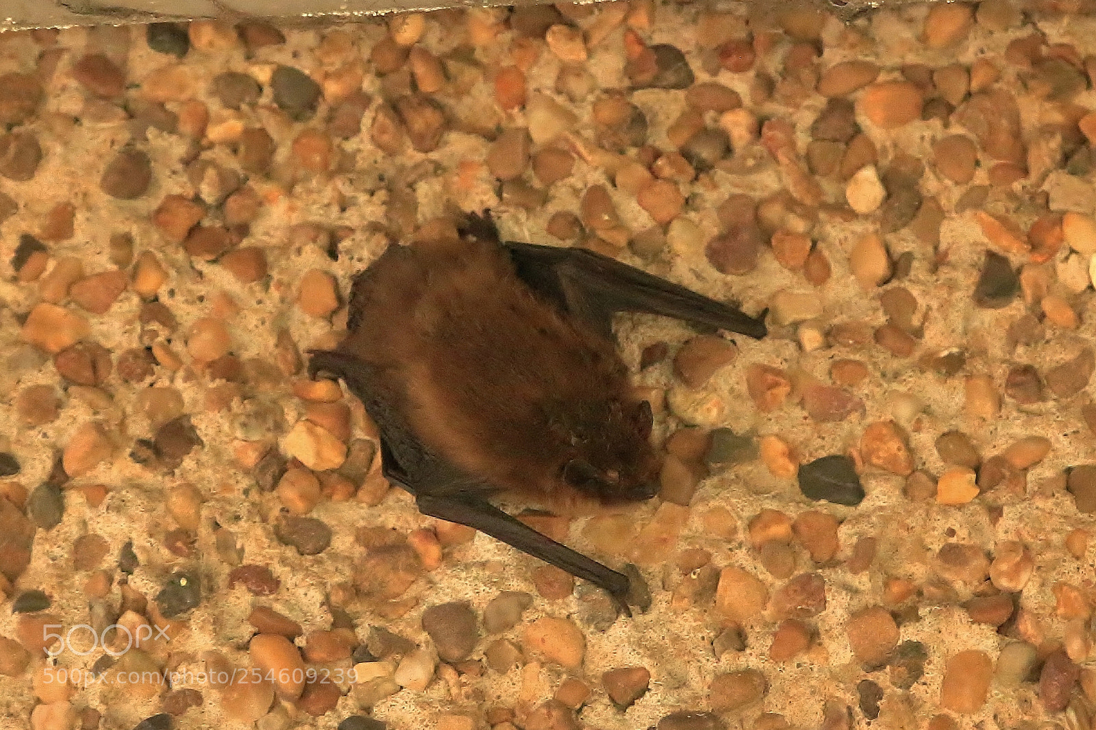 Canon EOS 70D sample photo. Bat still confused photography