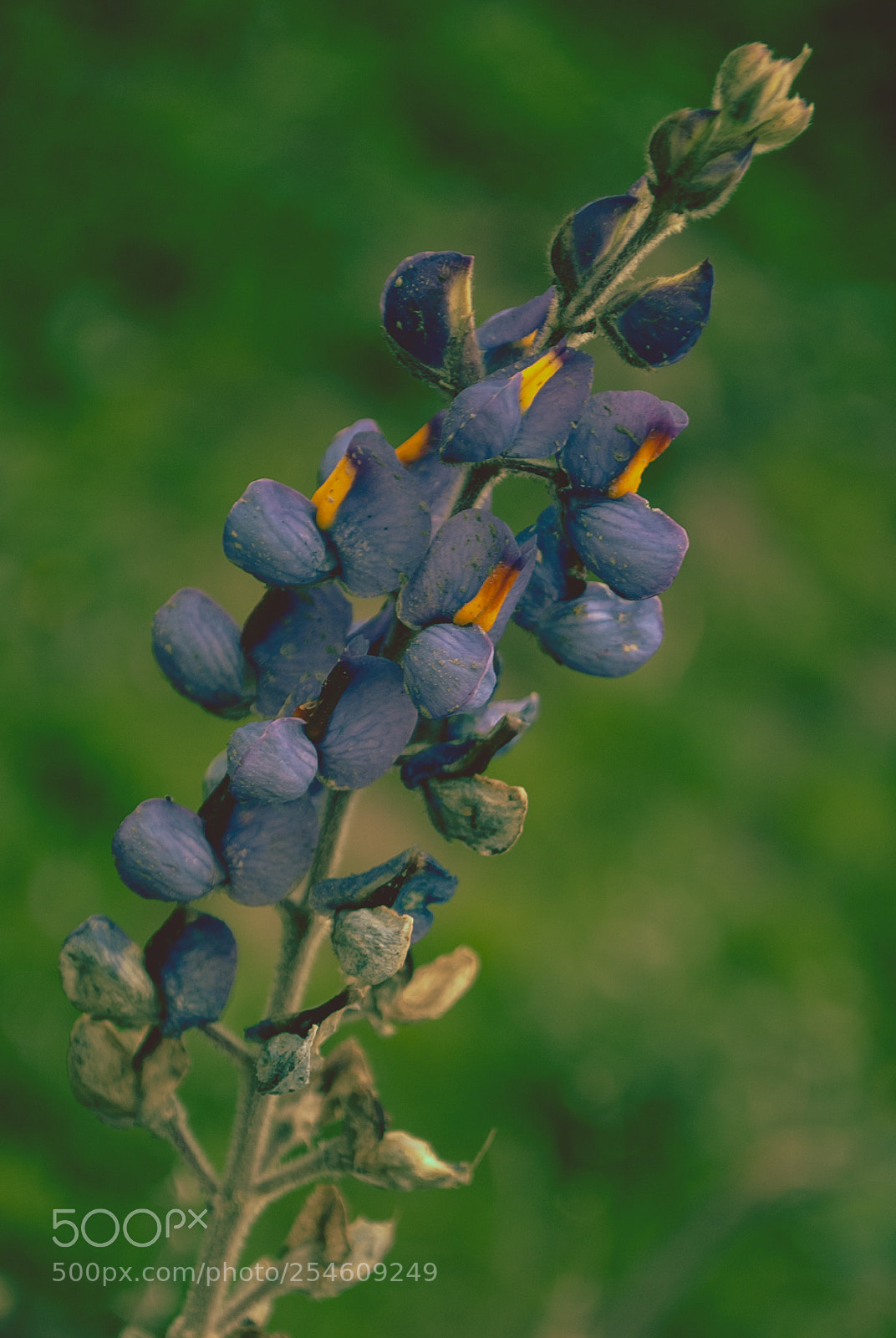 Nikon D3000 sample photo. Jungle flower photography