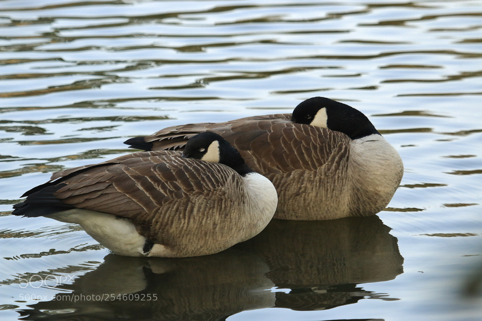 Canon EOS 70D sample photo. Fcfo photography