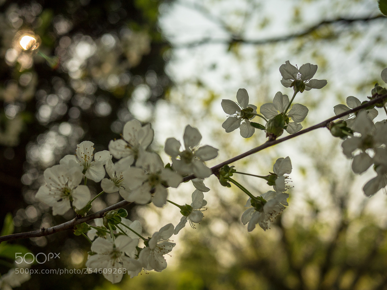 Panasonic Lumix DMC-GH4 sample photo. Untitled photography