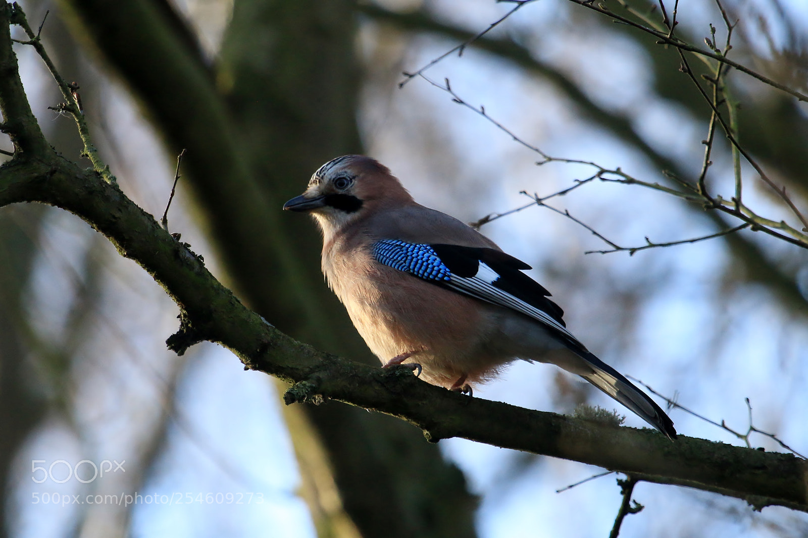 Canon EOS 70D sample photo. Him/her again photography