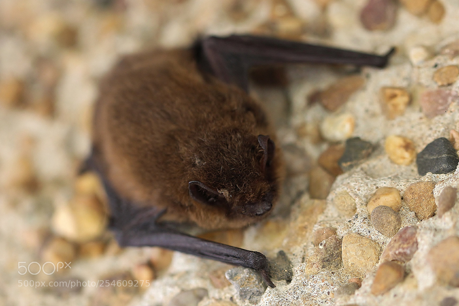 Canon EOS M sample photo. Confused bat photography