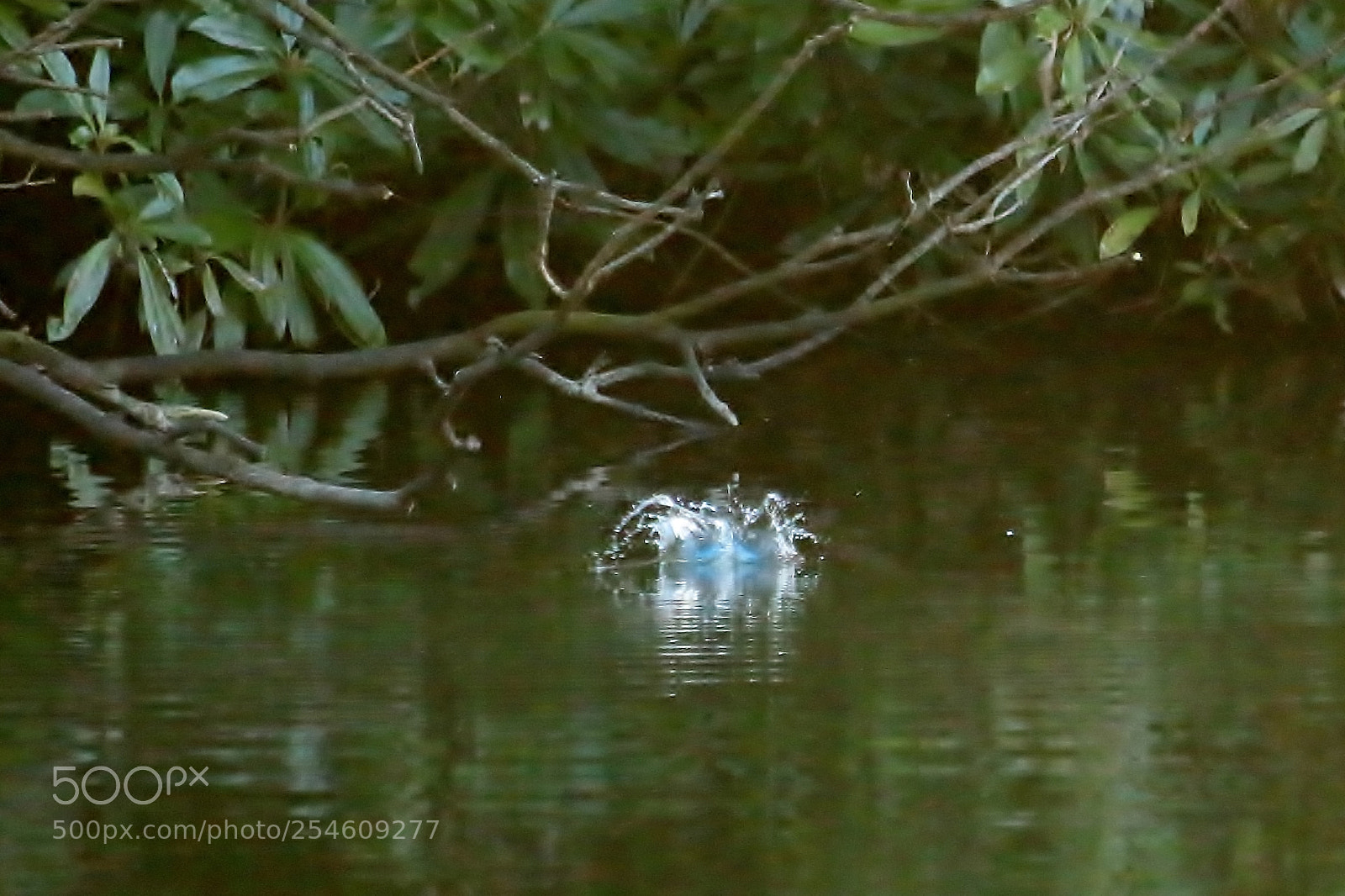 Canon EOS 70D sample photo. Guess photography