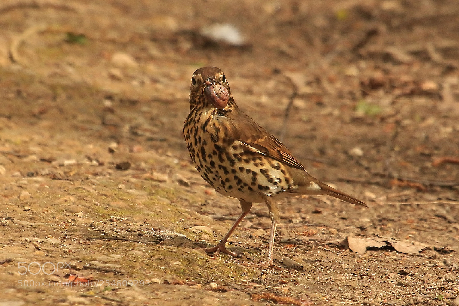 Canon EOS 70D sample photo. What you looking at? photography