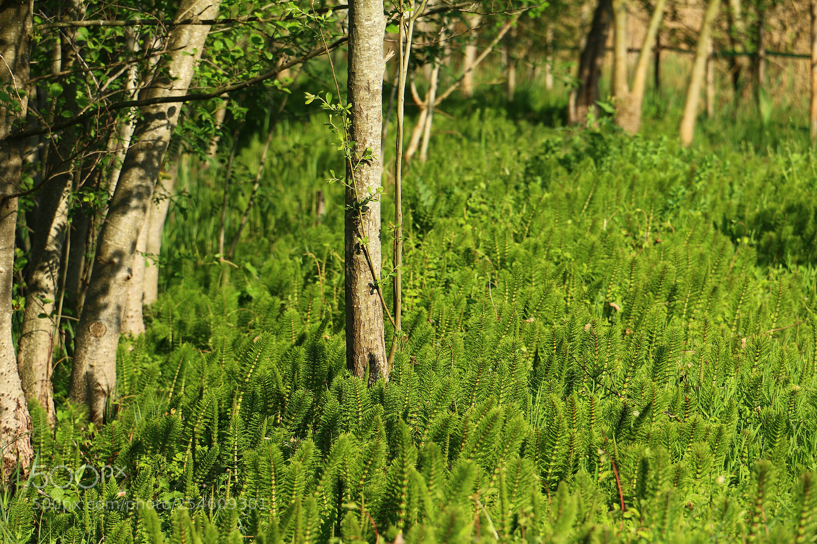 Canon EOS 70D sample photo. Untitled photography