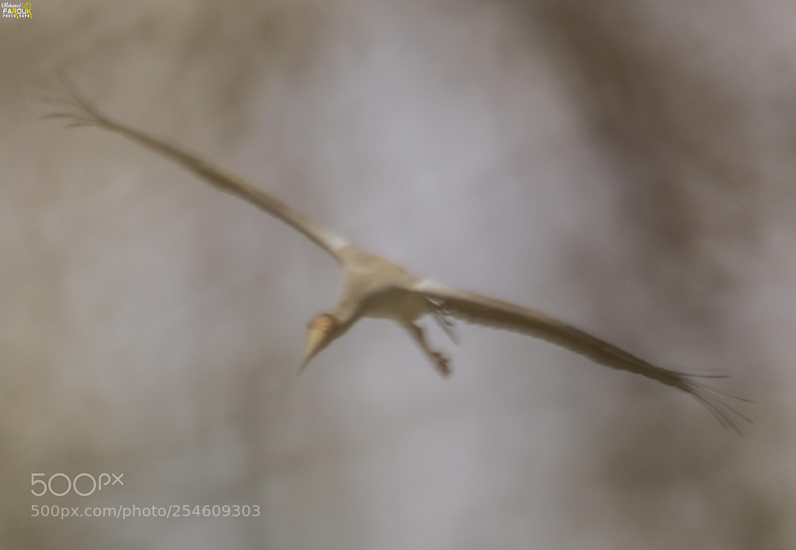 Canon EOS 70D sample photo. Storks and white stork photography