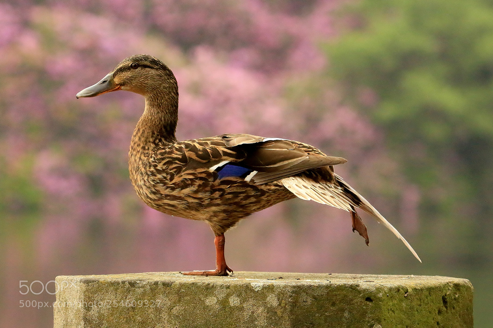 Canon EOS 70D sample photo. Running half marathon today photography