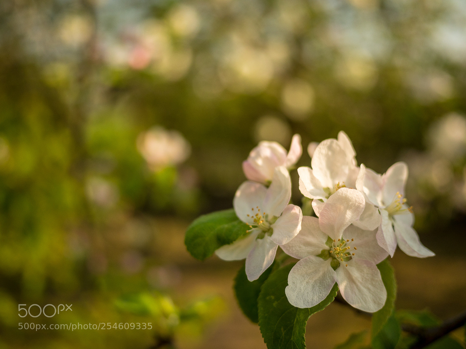Panasonic Lumix DMC-GH4 sample photo. Untitled photography