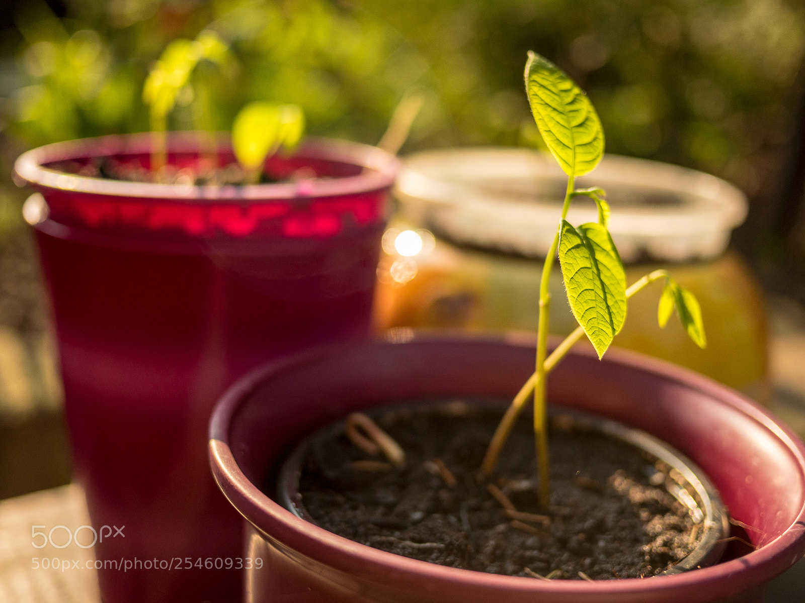 Panasonic Lumix DMC-GH4 sample photo. Untitled photography