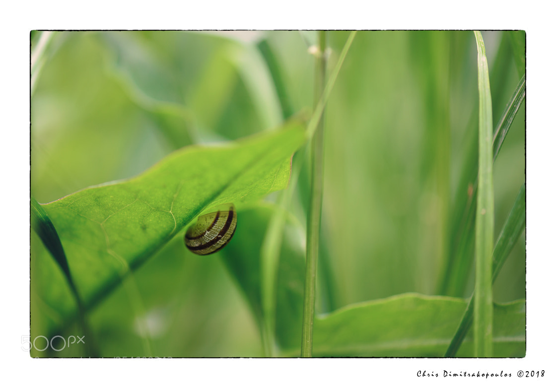 Nikon D7000 sample photo. Snail photography