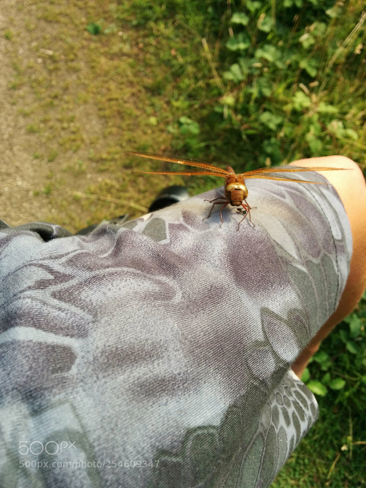 LG Nexus 5 sample photo. Me being a fly photography