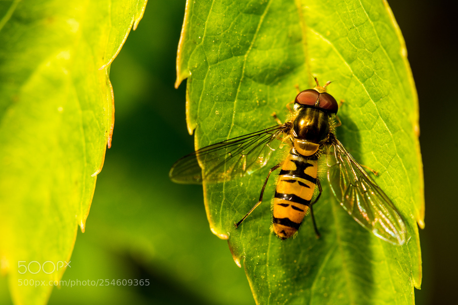Nikon D7100 sample photo. 4556.jpg photography
