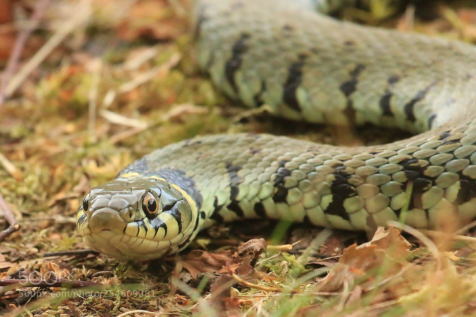Canon EOS 70D sample photo. Big female grass snake photography