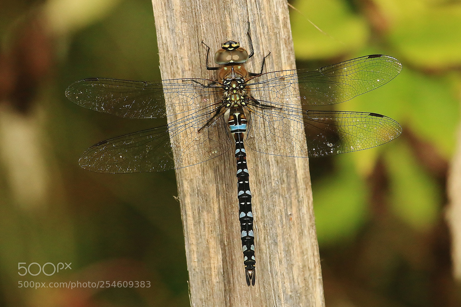 Canon EOS 70D sample photo. Dragonfly still not flying photography
