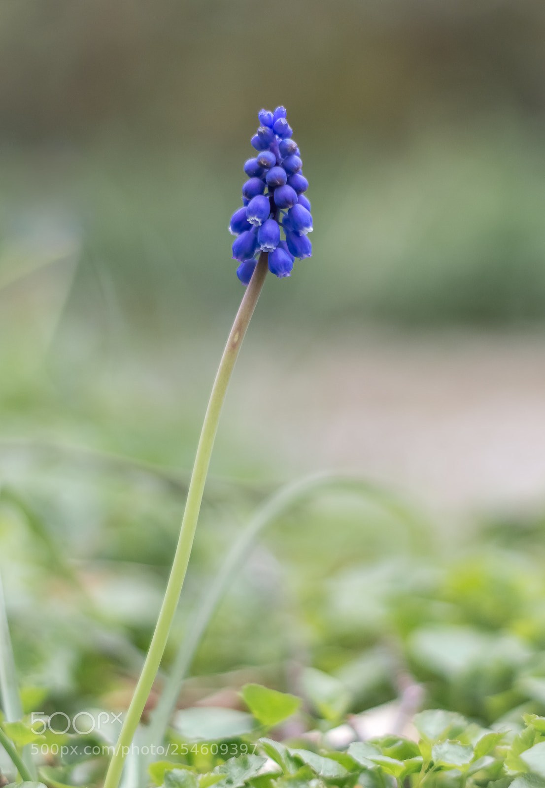 Nikon D7100 sample photo. Muscari photography