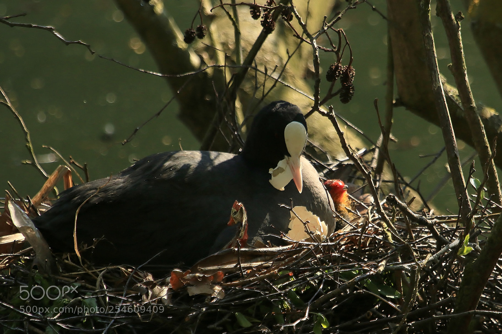 Canon EOS 70D sample photo. Moorhen chicks first moments photography