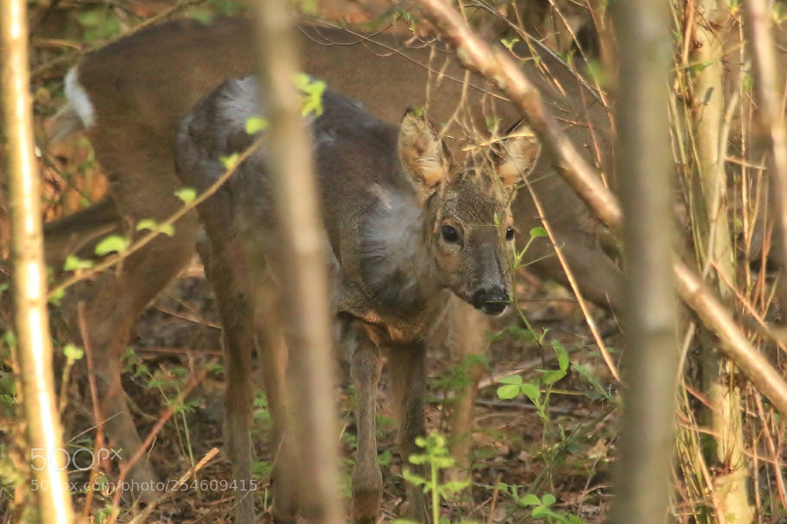 Canon EOS 70D sample photo. Very young roe deer photography
