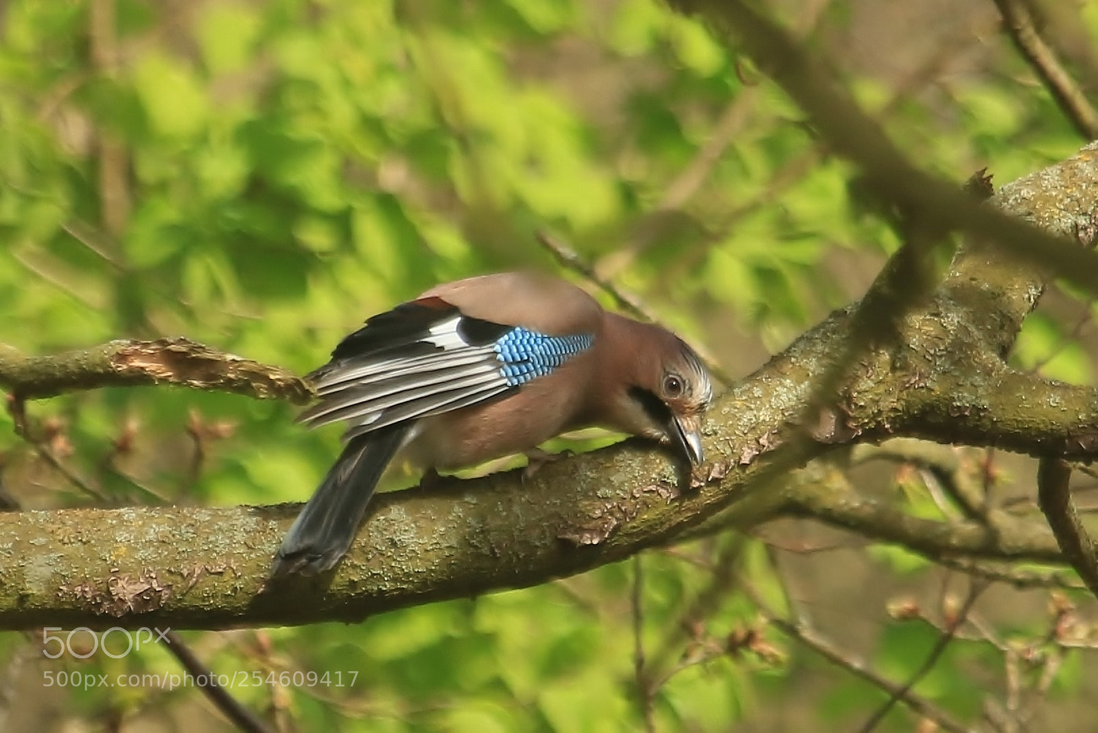 Canon EOS 70D sample photo. Jay again,,, you will photography
