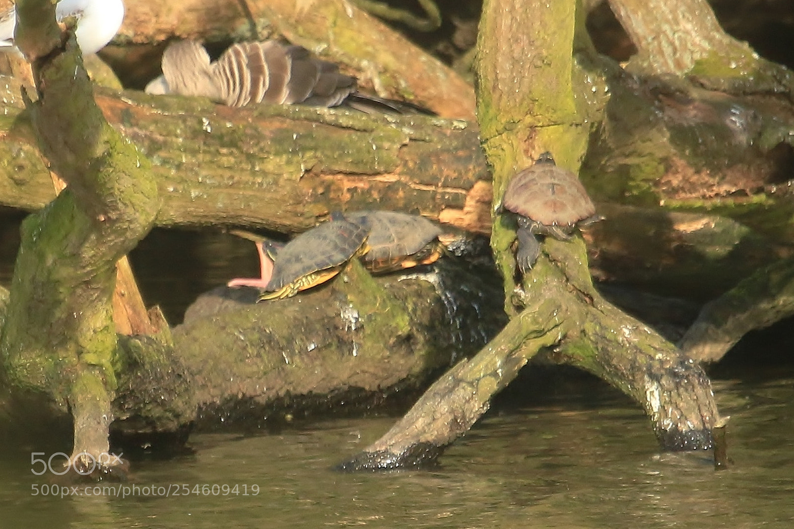 Canon EOS 70D sample photo. More terrapin action photography