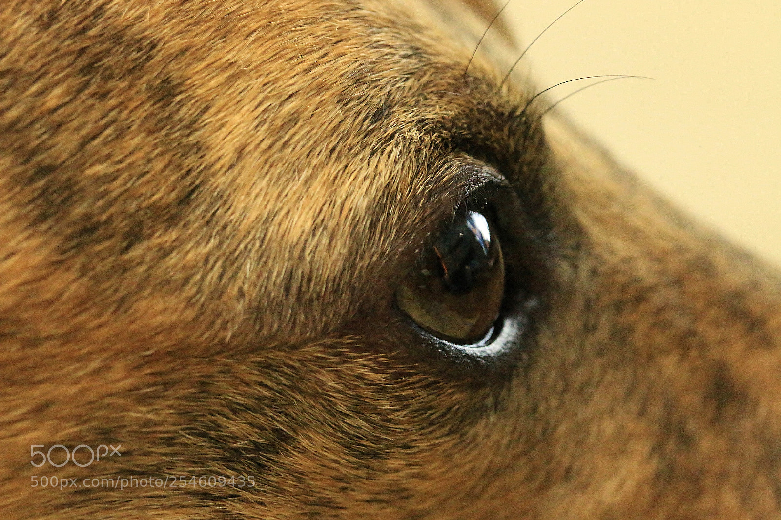 Canon EOS 70D sample photo. Dog getting in the photography