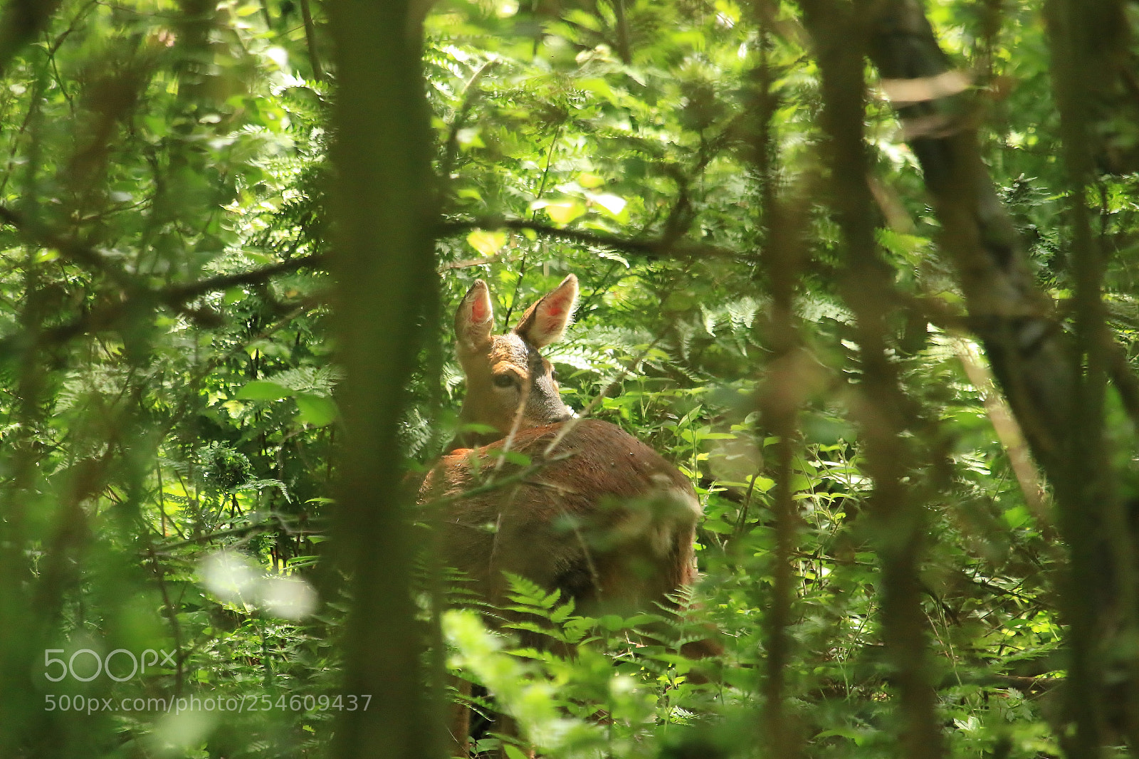 Canon EOS 70D sample photo. Nice ass photography