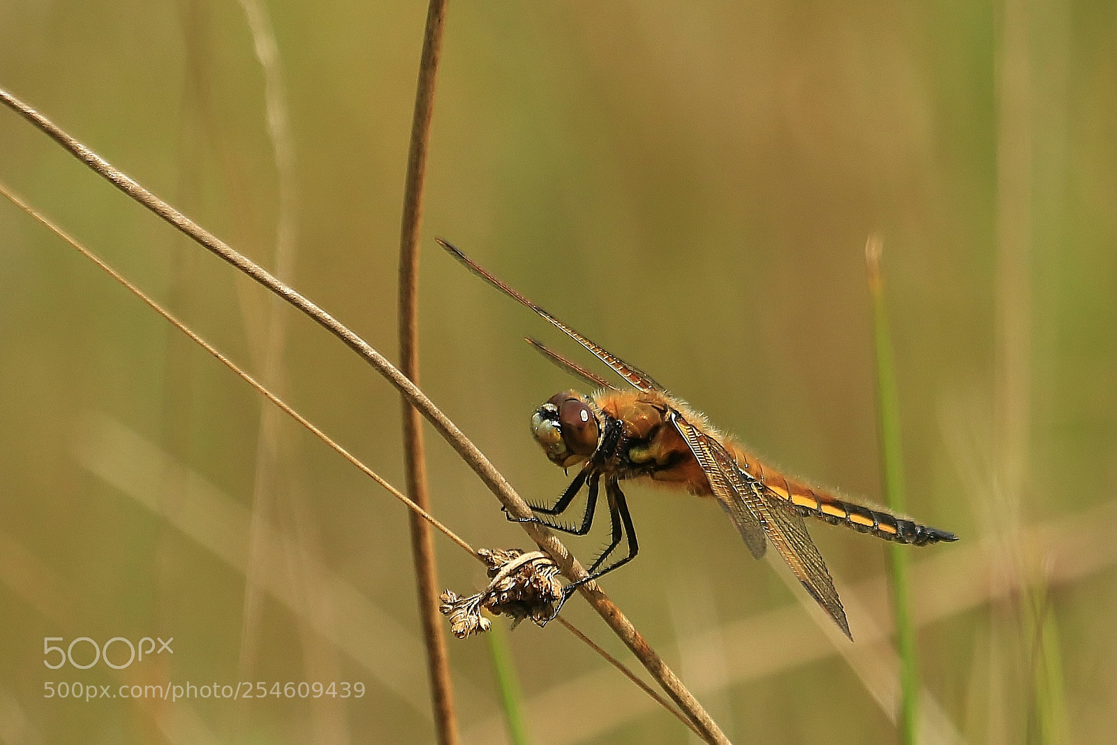 Canon EOS 70D sample photo. Dragonfly,,, not flying photography