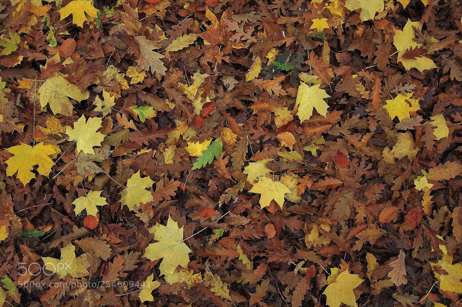 Canon EOS M sample photo. Possible jigsaw puzzle photography