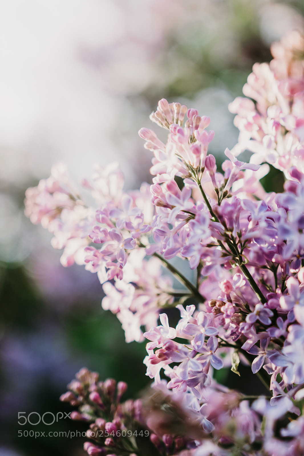 Canon EOS 760D (EOS Rebel T6s / EOS 8000D) sample photo. In bloom photography