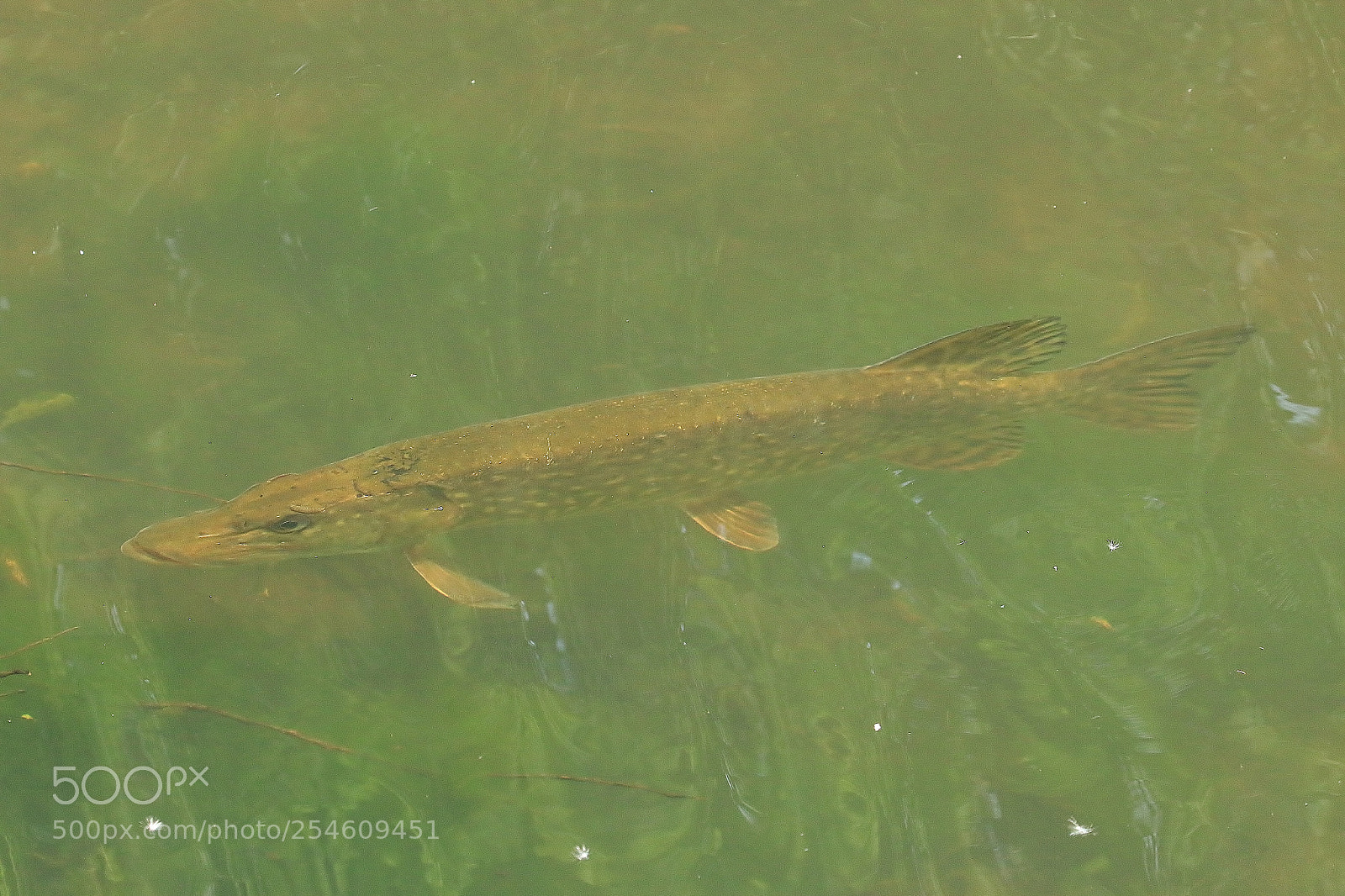 Canon EOS 70D sample photo. Pike again photography